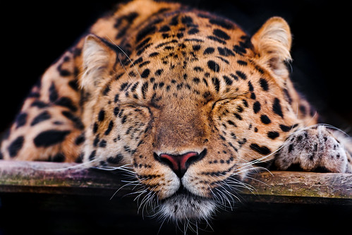  無料写真素材, 動物 , 豹・ヒョウ, 寝顔・寝姿  