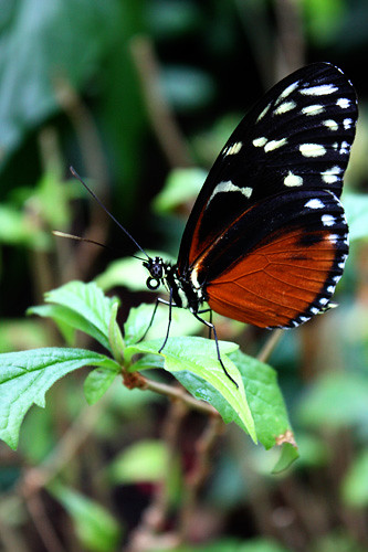 Closeup-butterfly
