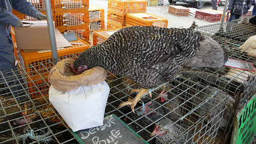 France, chicken having lunch at the market of Les H?¬©rolles