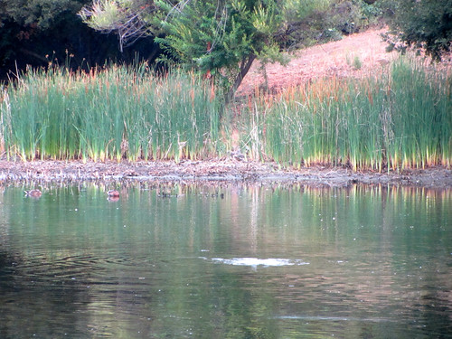 heron fishing