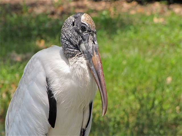 Wood Stork at Fort DeSoto in Pinellas County, FL 07