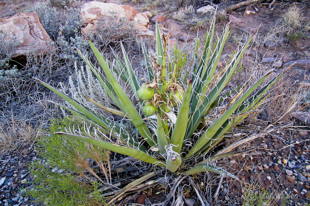 The Banana Yucca in New Mexico
