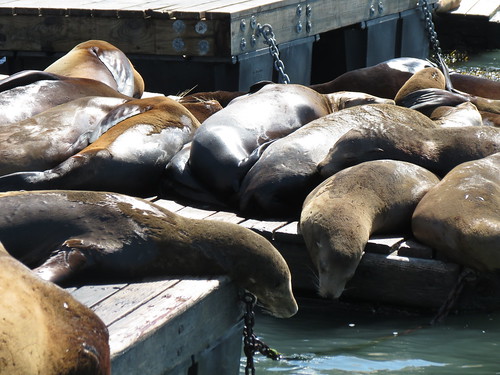 Sea lions, Fisherman's Wharf