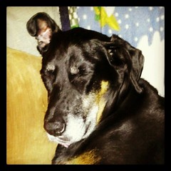 Tired girl #dogs #dogsofinstagram #dogstagram #petstagram #instadog #sleep #rescue #adoptdontshop