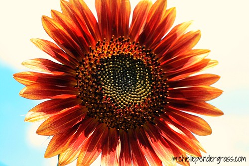 sunflower2 by MichellePendergrass