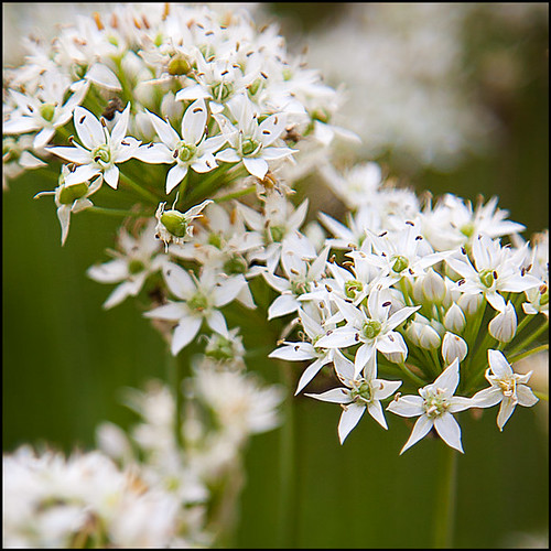 Garlic Chives by Southernpixel Alby.us
