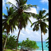 #Palmtrees on #Tropical #Seascape #Postcard © Bluedarkat