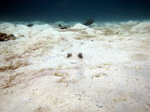 Stingray playing hide and seek