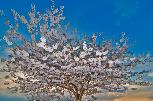 Cherry blossom  by petetaylor