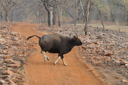 galloping gaur2