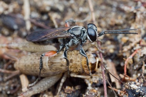 Wasp with cricket prey ..IMG_3070 copy