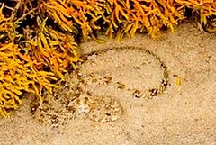 躲在沙中等待獵物的納馬瓜侏儒蝰。(相片版權 / Bryan Maritz)