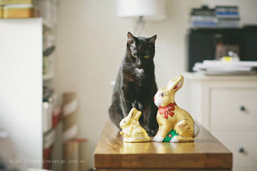 Easter Bunnies and 2 Black Cats, twoguineapigs pet photography 2