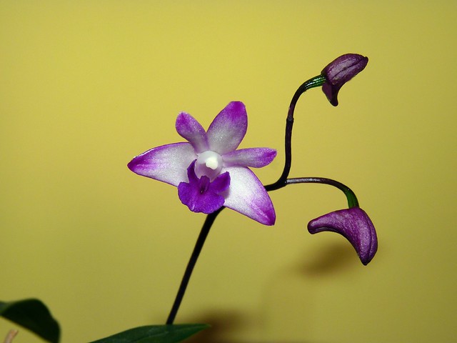 Dendrobium kingianum 'Steve' species orchid, my first bloom 3-12*