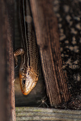Skink-4842.jpg by Mully410 * Images