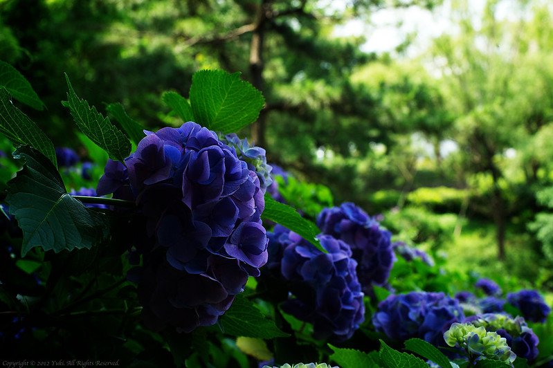 hydrangea 紫陽花 #1