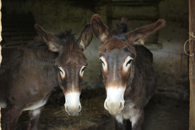 Donkey brothers