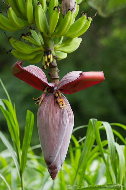 Banana Flower, near the Rio Frio, Costa Rica, 2012