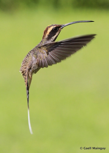 Scale-throated Hermit by Gaëll