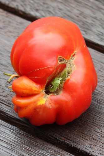 Shield beetle on a tomato