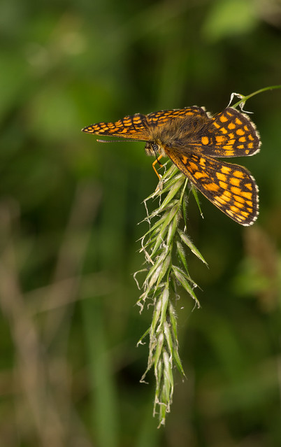 heath fritillary butterfly 3