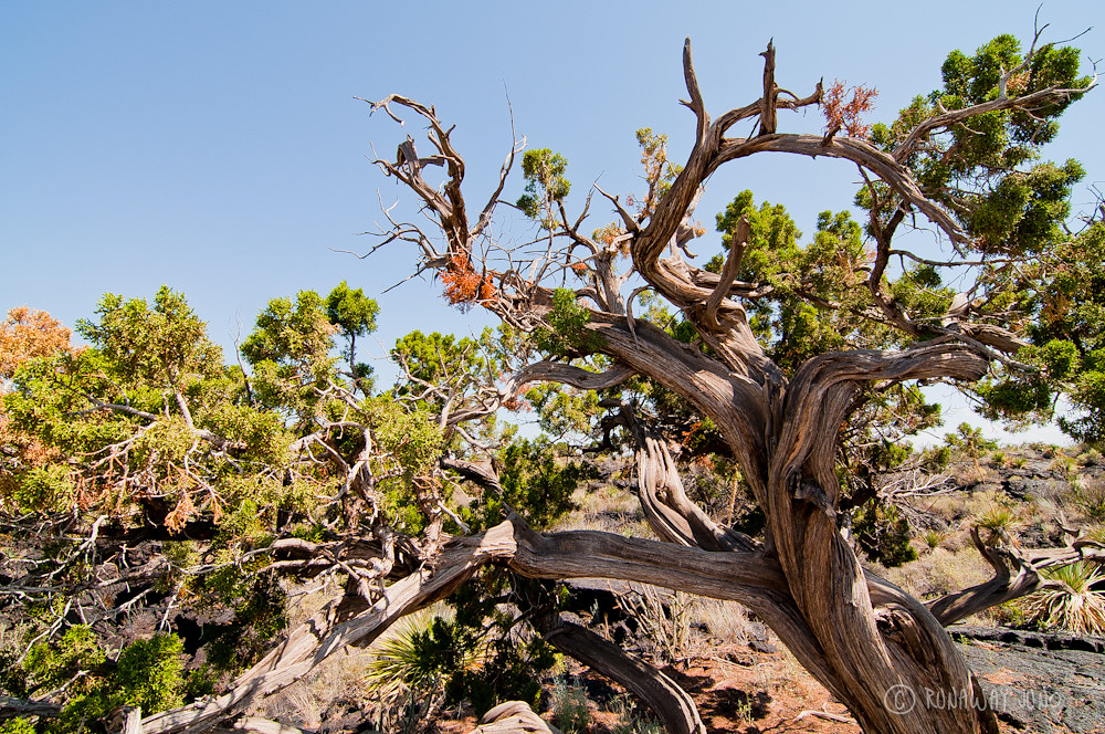 Juniper tree in New Mexico