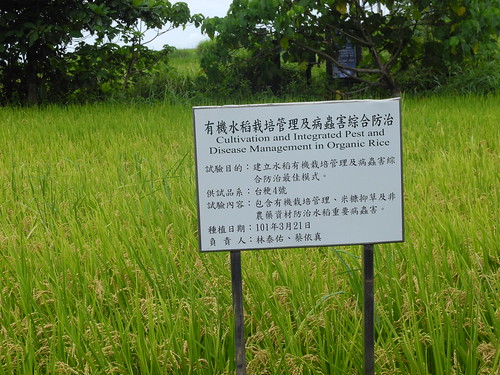 花蓮場在港口部落水梯田建立一塊示範田，陪伴部落老農種植生態豐富的健康有機米。