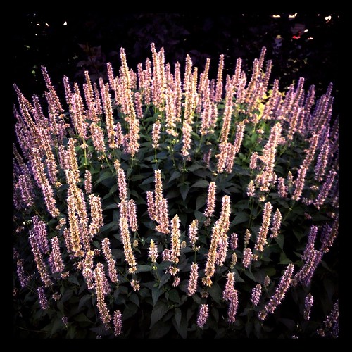 lavender by Nature Morte