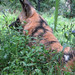 AfricanWildDogs_002 posted by *Ice Princess* to Flickr