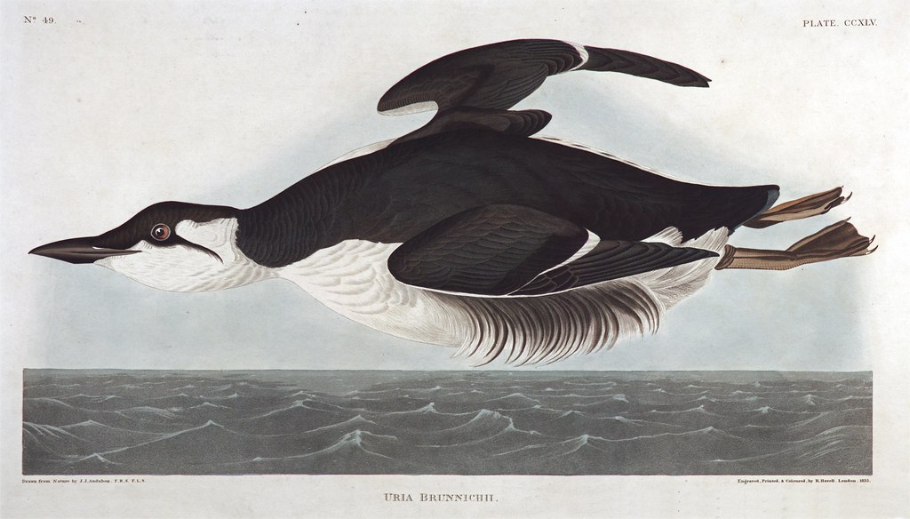 14  Audubon - Kittiwake Gull.jpg