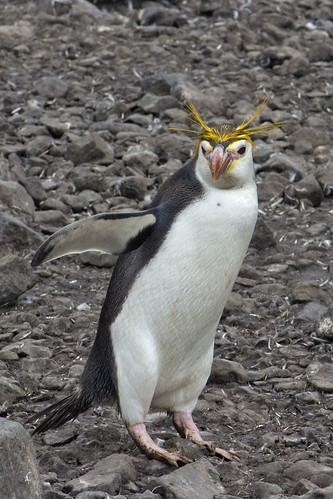 Royal Penguin by ksuyin