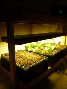 How Do I Choose Grow Lights for Indoor Plants?