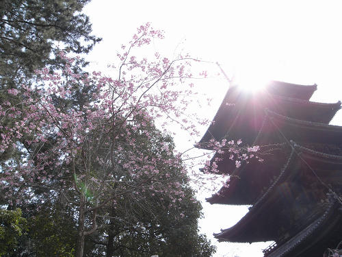 奈良公園の桜など-02