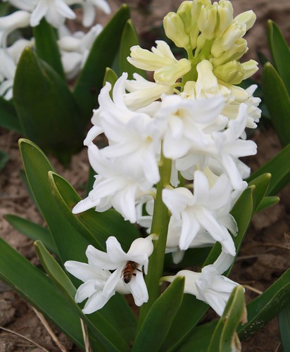 white hyacinth with a honeybee