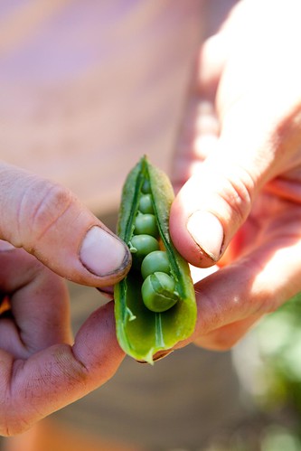 Shelling a fresh pea from the garden