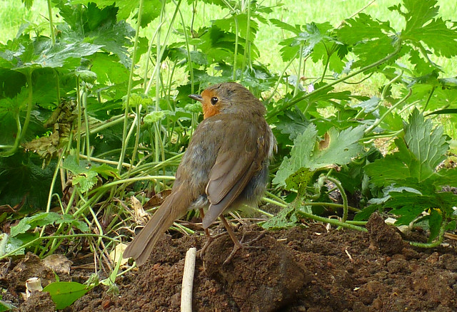 robin over shoulder