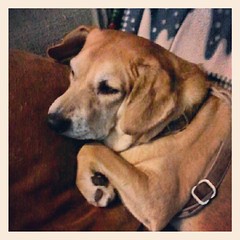 Rainy Day Lazy Sophie #dogs #dogsofinstagram #dogstagram #instadog #rescue #petstagram #rain #relax #adoptdontshop