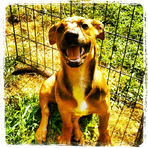 Happy Boo! #dogs #puppy #rescue #smile #happydog #adoptdontshop #foster