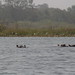 Hippo Lake near Banfora, Burkina Faso - IMG_1090_CR2