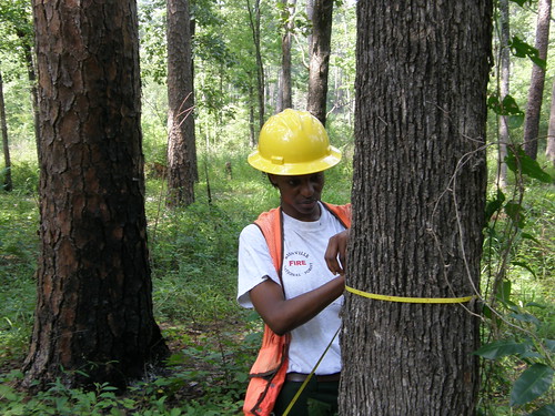 Christina Parker engages in a pine stand inventory on the Bienville Ranger District which is home to scarce communities of red-cockaded woodpeckers (Monday, July 30, 2012). Her data is used to develop the necessary forest prescriptions to treat stand structures to meet the forest’s land management objectives including activities such as timber sales or herbicide treatments. (AP Photo/Christopher Locke)