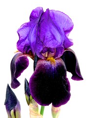 Blue Iris from Wisconsin