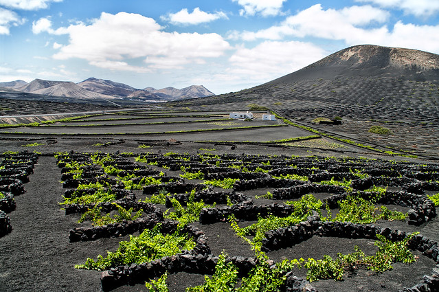 Vineyards in La Geria, Lanzarote, Spain.