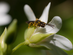 Insect on a Lesser Stitchwort