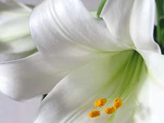 Easter-Lily300x225
