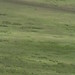 Ngorongoro Conservation Area impressions - IMG_4934