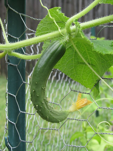 Cucumber, growing outside the fence.