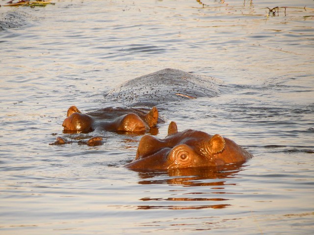 Hippo-eyes-in-water