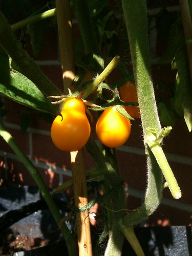 yellow pear-shaped tomatoes