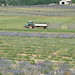 The beginning of the lavender harvest
