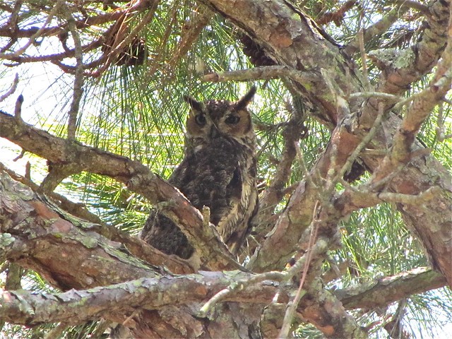 Great Horned Owl at Honeymoon Island State Park in Pinellas County, FL 12